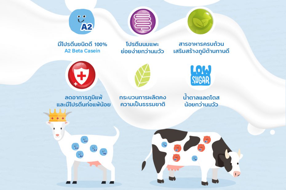 นมเเพะดีกว่านมวัวจริงไหม
